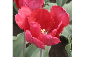RED PARROT